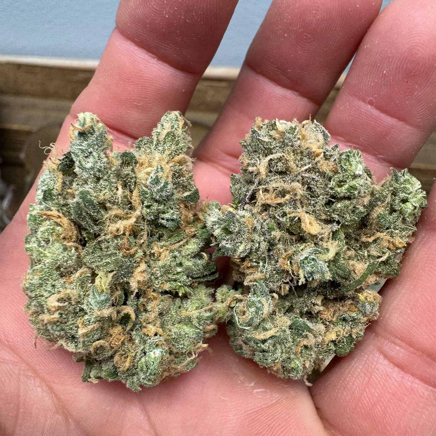 THCa Flower | Blue Dream : SATIVA (32.30%)