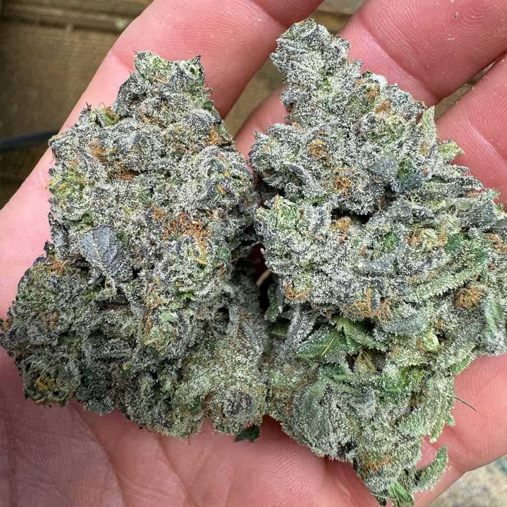 THCa Flower | Guava Cookies : SATIVA (35.72%)